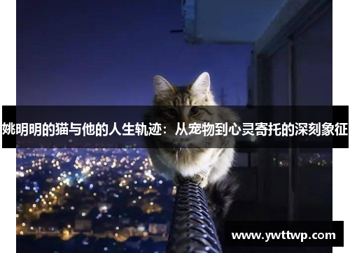 姚明明的猫与他的人生轨迹：从宠物到心灵寄托的深刻象征